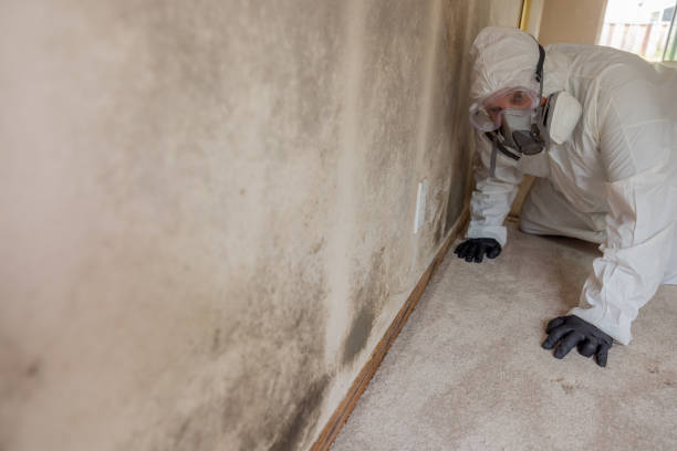 Professional Mold Removal in Alice, TX